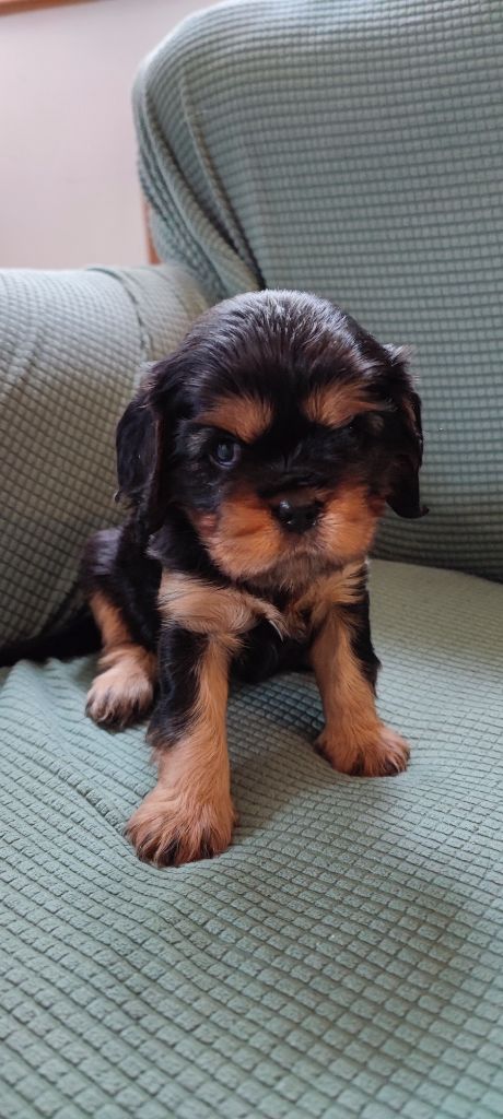 Des Cavaliers Du Château De La Mothe - Chiot disponible  - Cavalier King Charles Spaniel