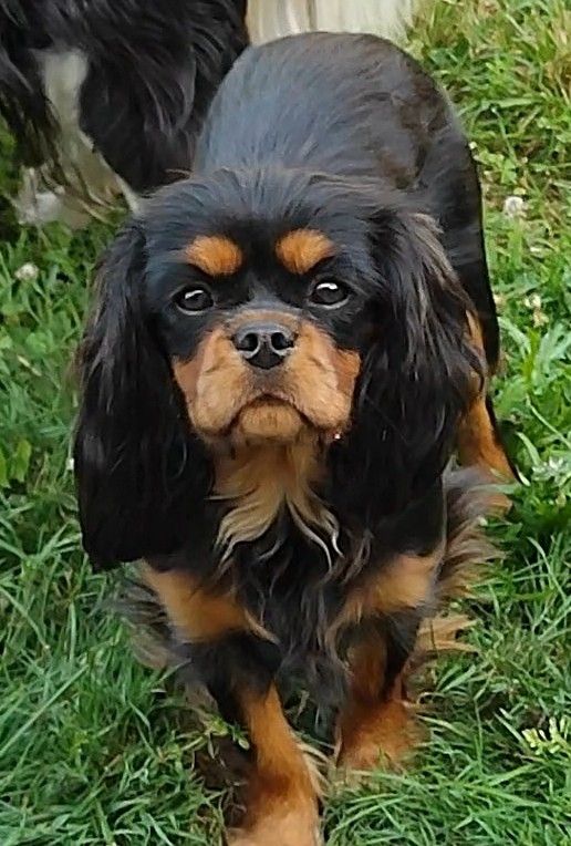 A adopter Très jolie chienne noir et feu 9 mois