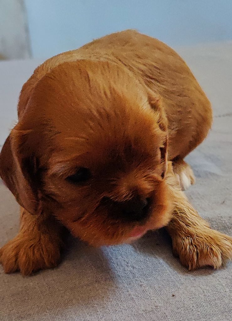 Des Cavaliers Du Château De La Mothe - Chiots disponibles - Cavalier King Charles Spaniel