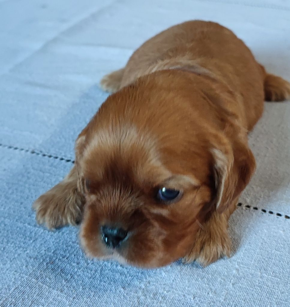 Des Cavaliers Du Château De La Mothe - Chiots disponibles - Cavalier King Charles Spaniel