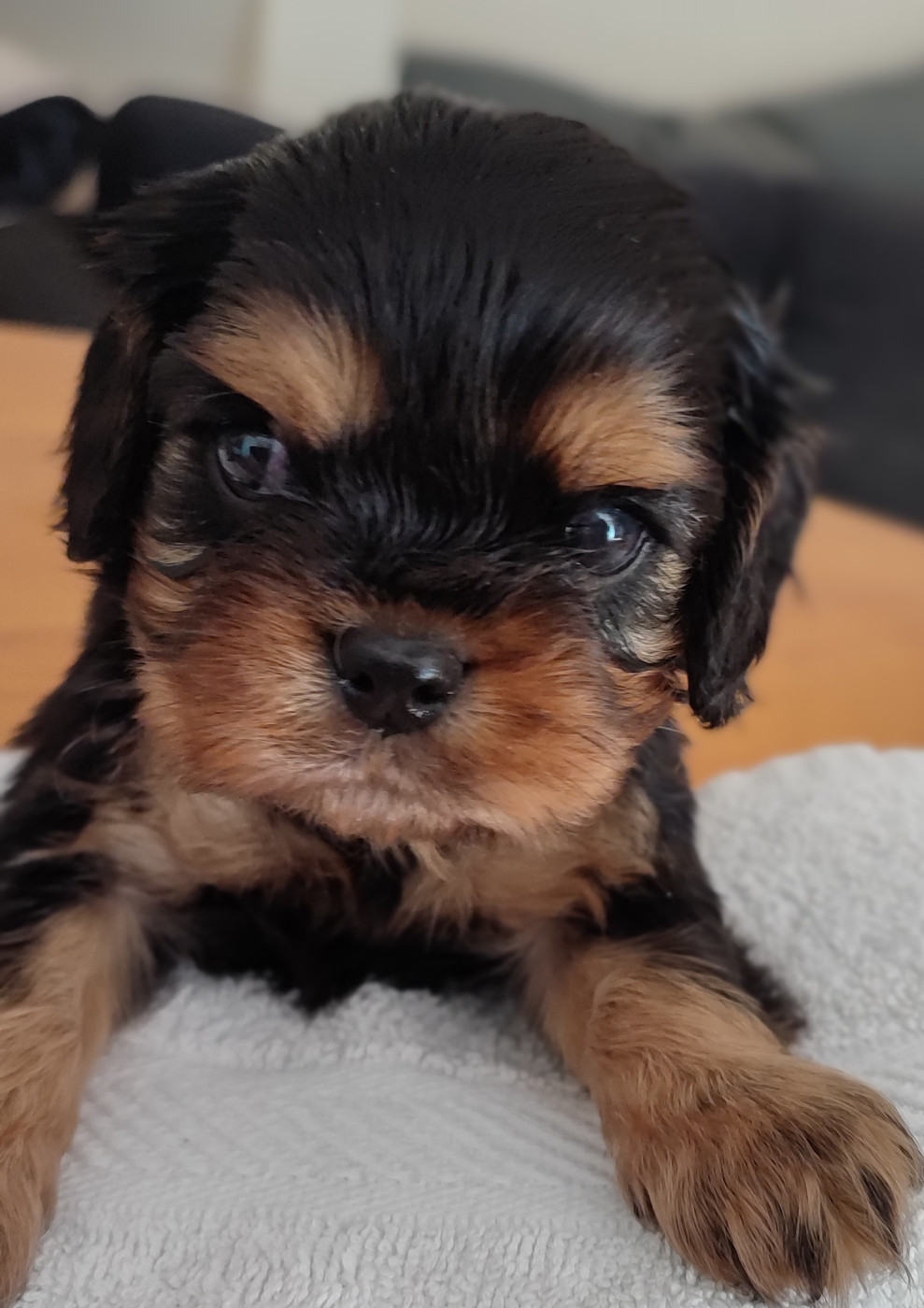 Des Cavaliers Du Château De La Mothe - Chiots disponibles - Cavalier King Charles Spaniel