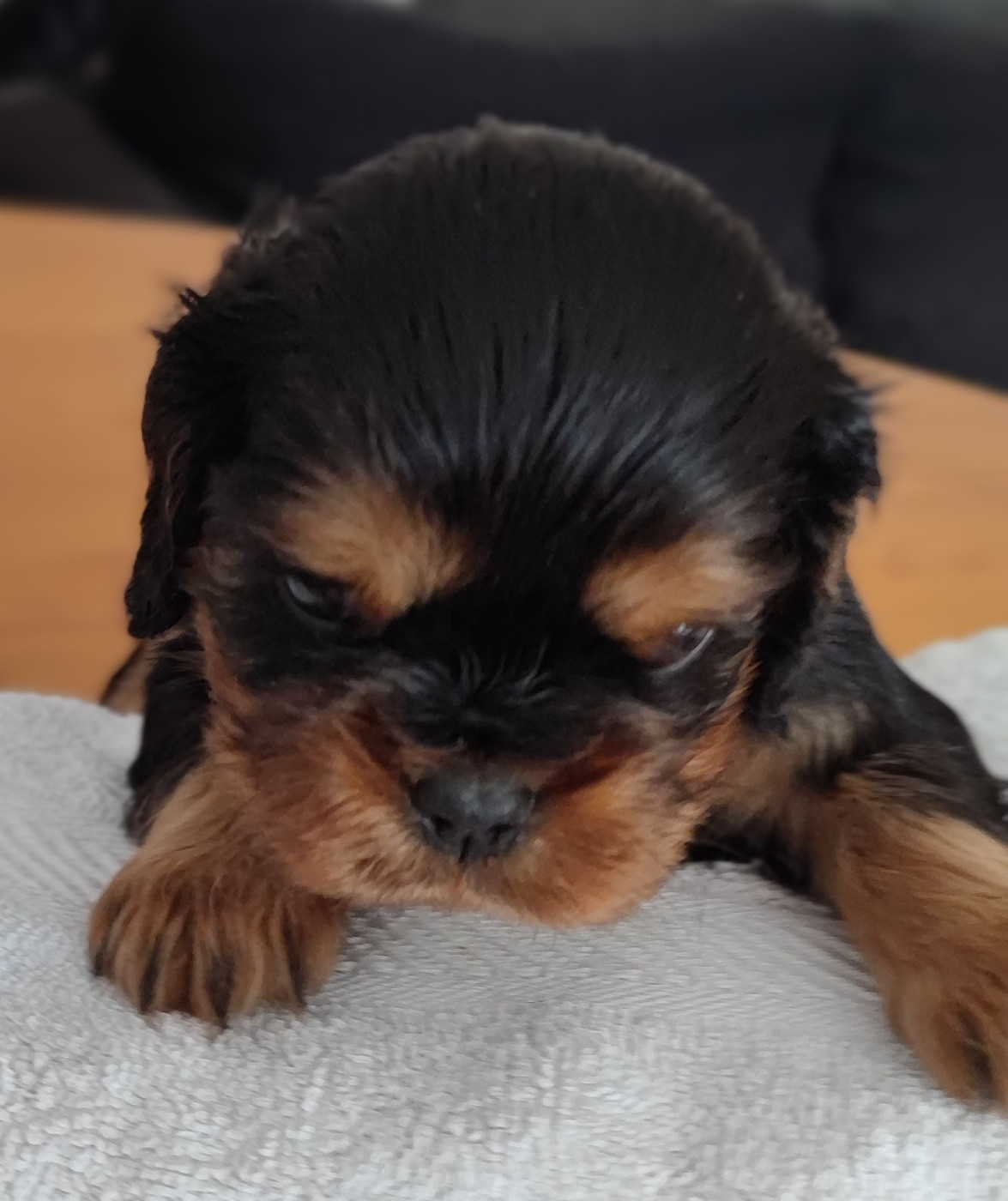 Des Cavaliers Du Château De La Mothe - Chiots disponibles - Cavalier King Charles Spaniel