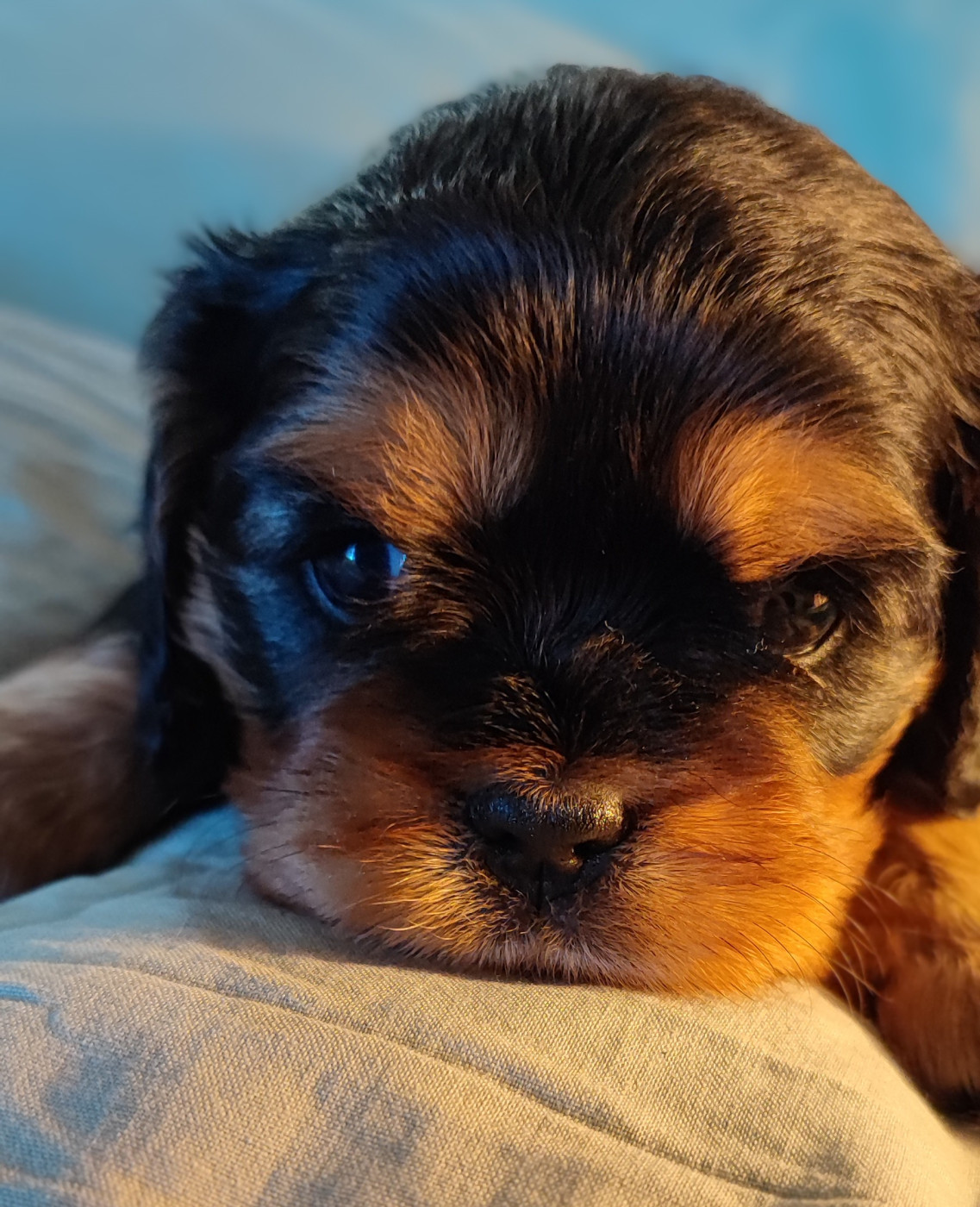 Des Cavaliers Du Château De La Mothe - Chiots disponibles - Cavalier King Charles Spaniel