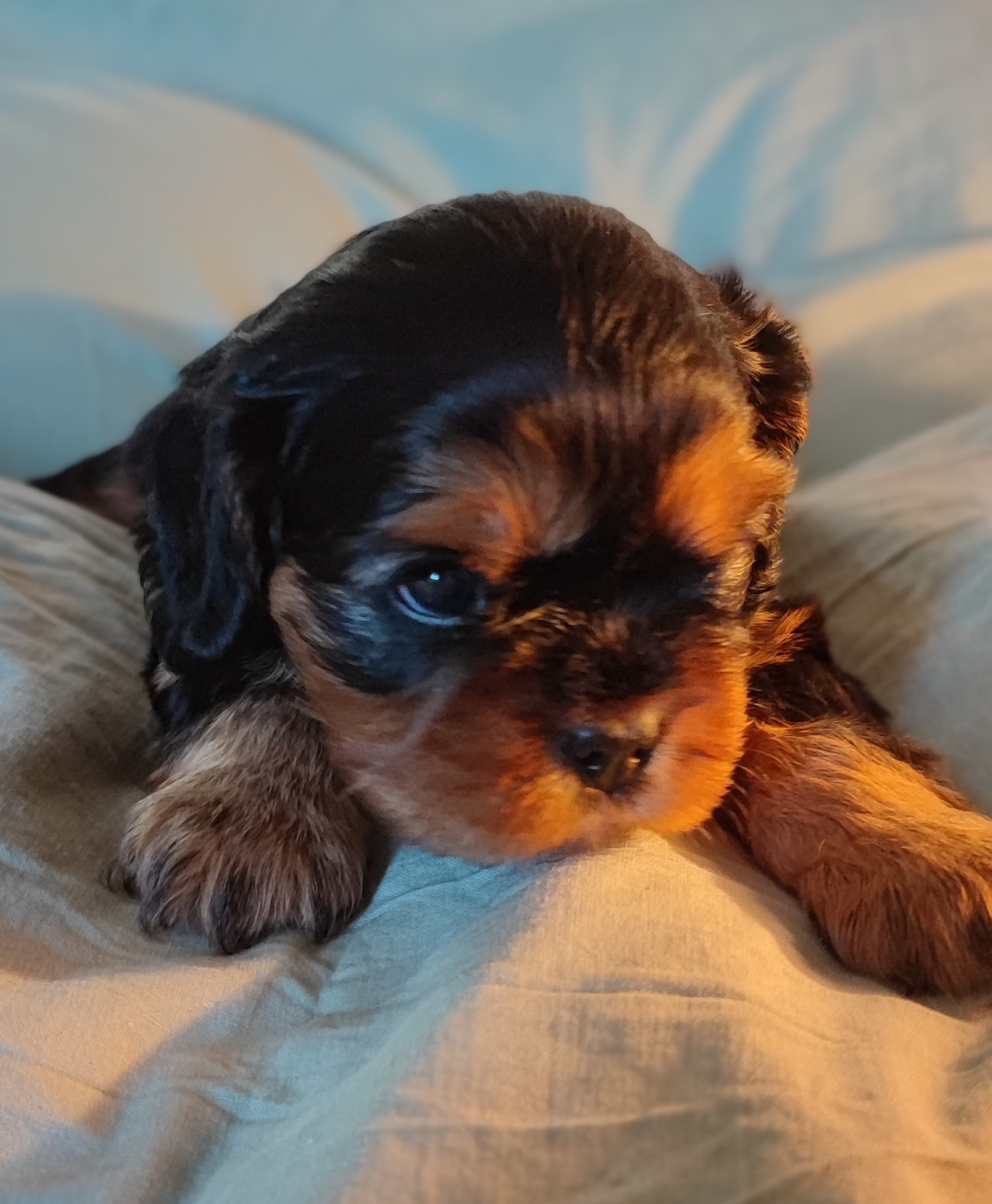 Des Cavaliers Du Château De La Mothe - Chiots disponibles - Cavalier King Charles Spaniel