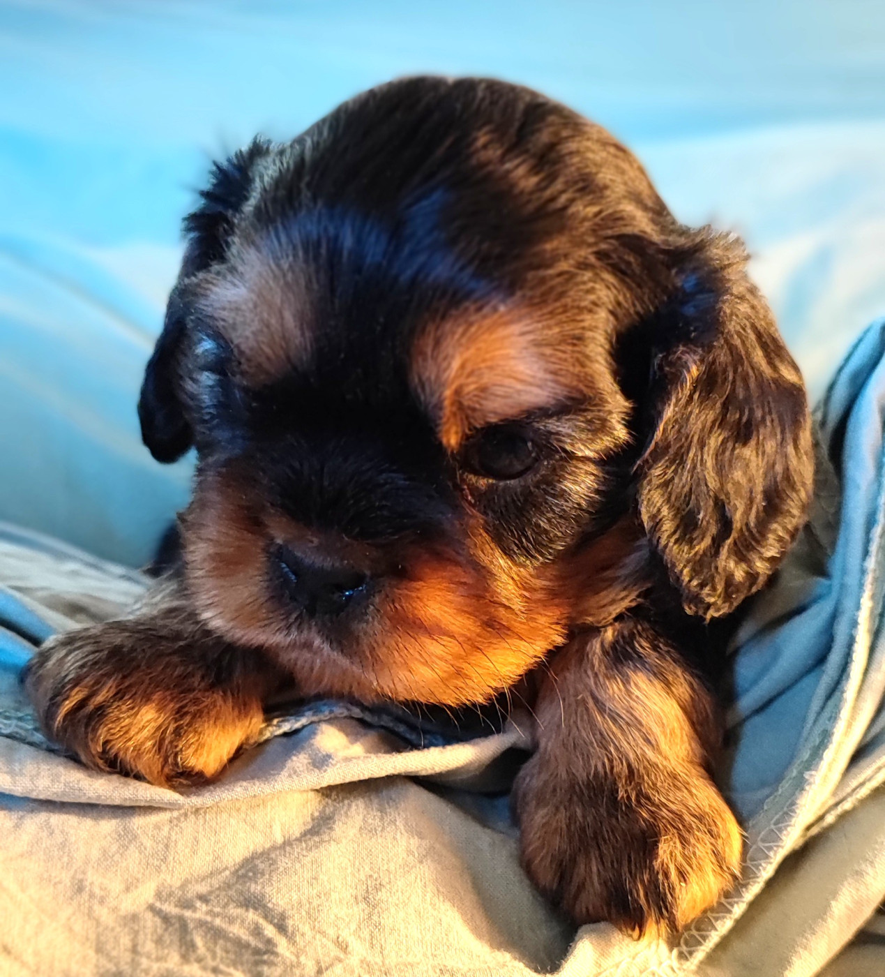 Des Cavaliers Du Château De La Mothe - Chiots disponibles - Cavalier King Charles Spaniel