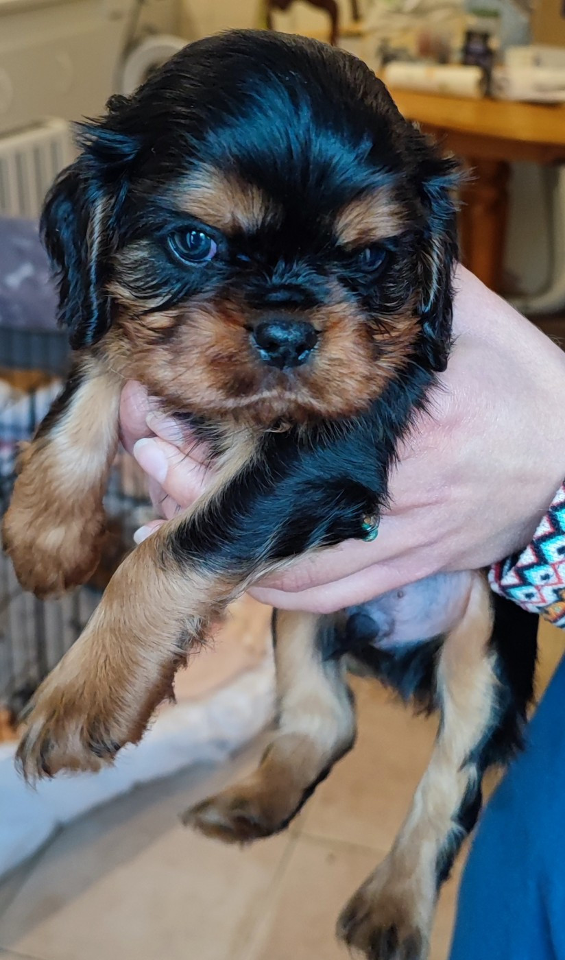 Des Cavaliers Du Château De La Mothe - Chiots disponibles - Cavalier King Charles Spaniel