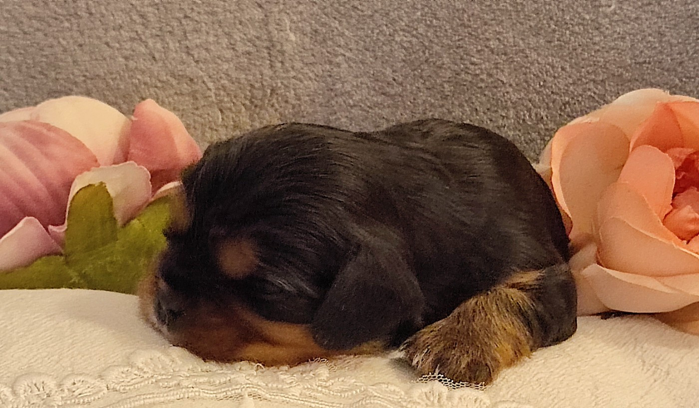 Des Cavaliers Du Château De La Mothe - Cavalier King Charles Spaniel - Portée née le 26/01/2026