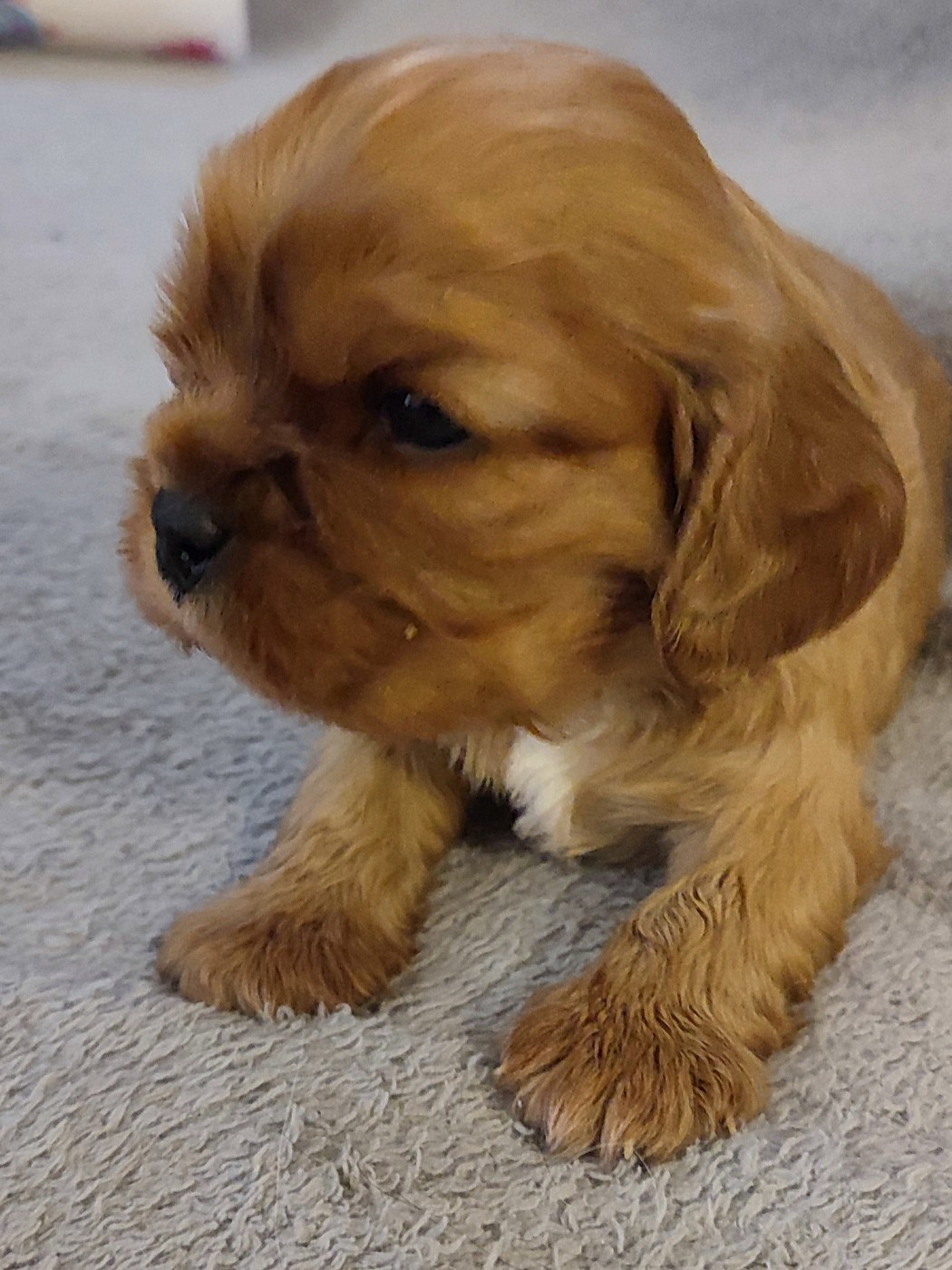 Des Cavaliers Du Château De La Mothe - Chiots disponibles - Cavalier King Charles Spaniel