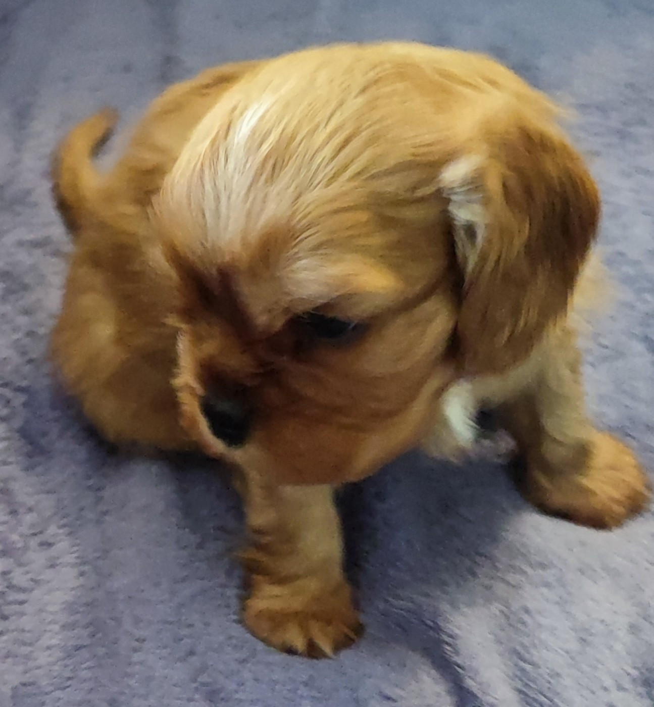 Des Cavaliers Du Château De La Mothe - Chiots disponibles - Cavalier King Charles Spaniel