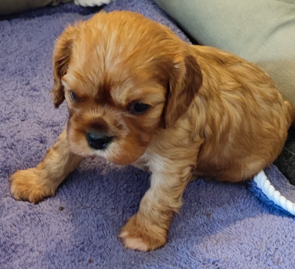 Des Cavaliers Du Château De La Mothe - Chiots disponibles - Cavalier King Charles Spaniel