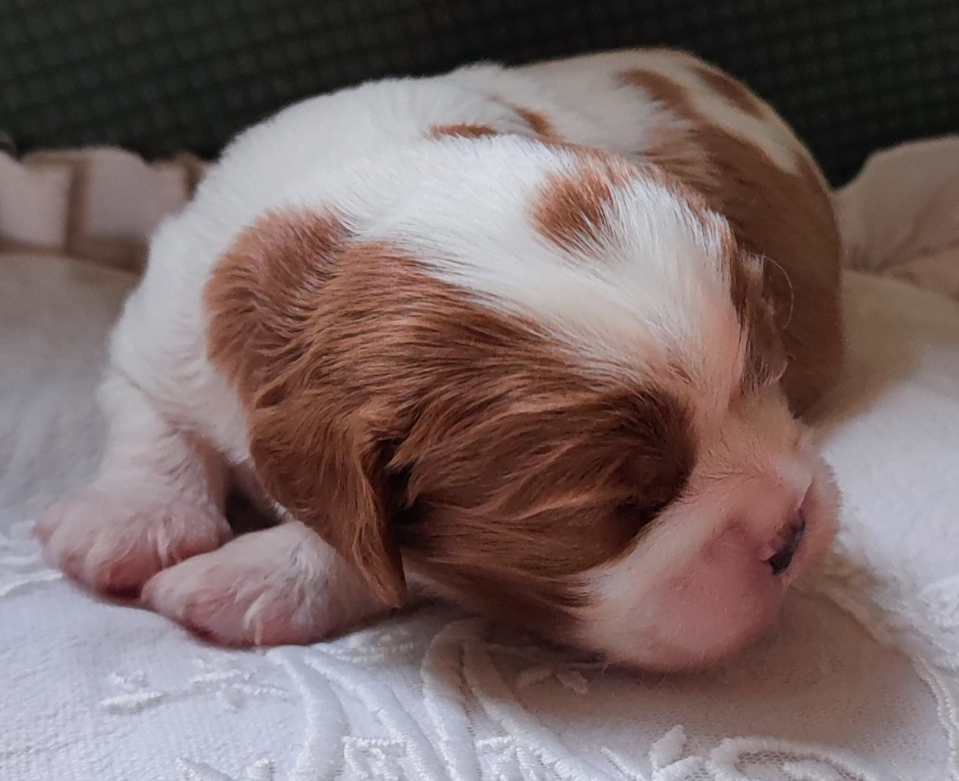 Des Cavaliers Du Château De La Mothe - Chiots disponibles - Cavalier King Charles Spaniel