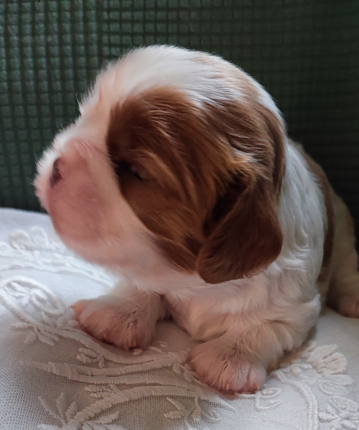 Des Cavaliers Du Château De La Mothe - Chiots disponibles - Cavalier King Charles Spaniel