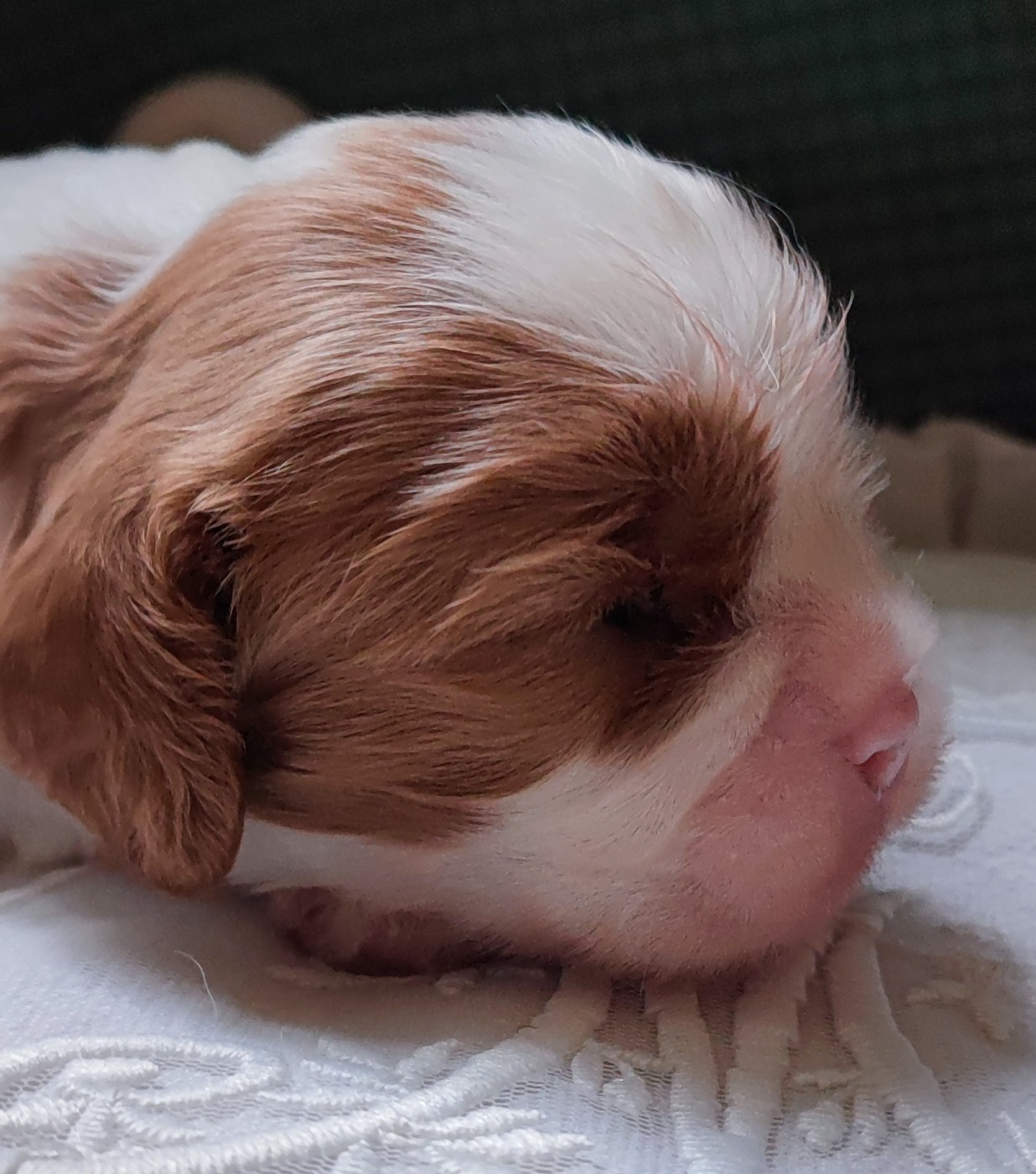 Des Cavaliers Du Château De La Mothe - Chiots disponibles - Cavalier King Charles Spaniel