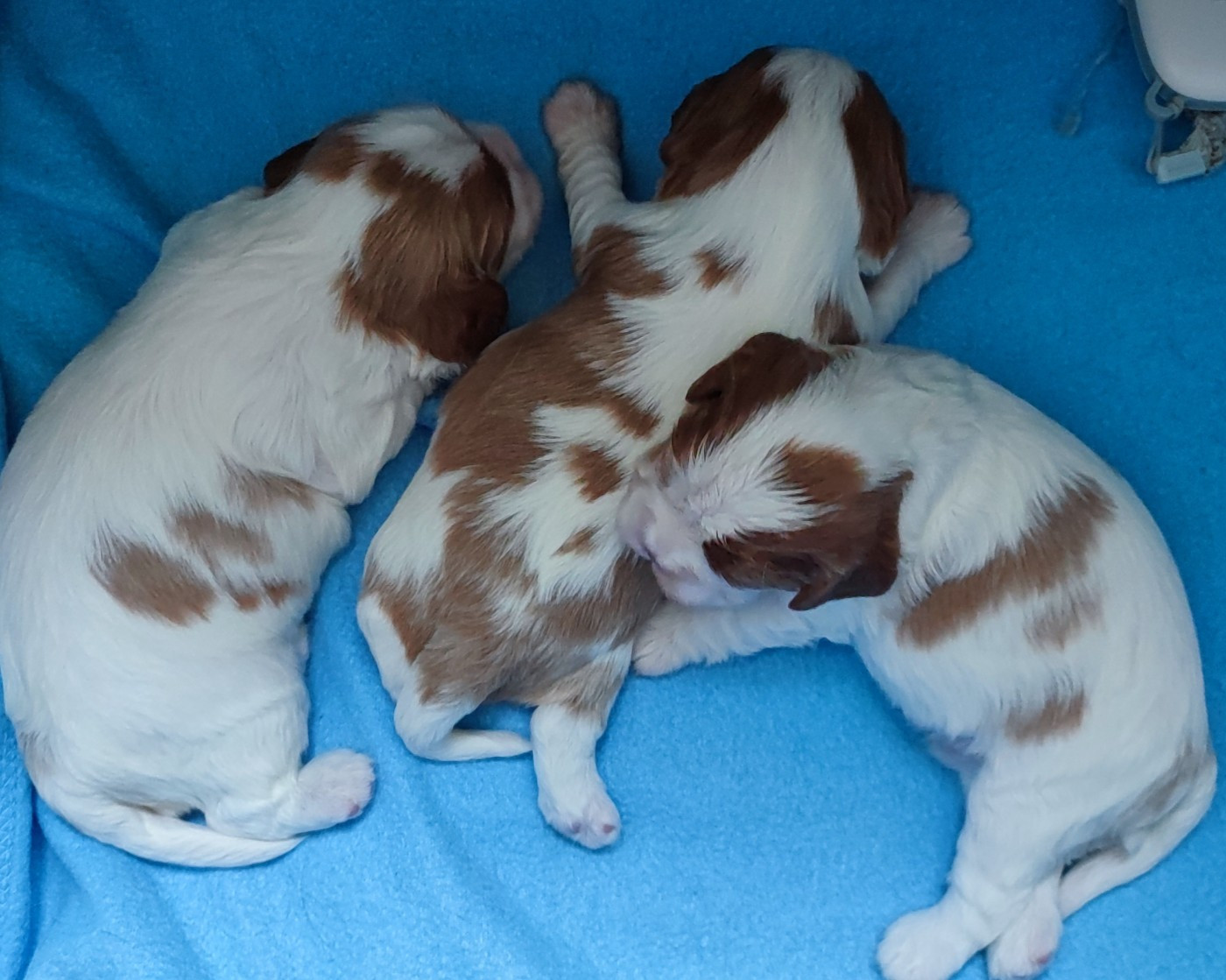 Des Cavaliers Du Château De La Mothe - Cavalier King Charles Spaniel - Portée née le 30/03/2026