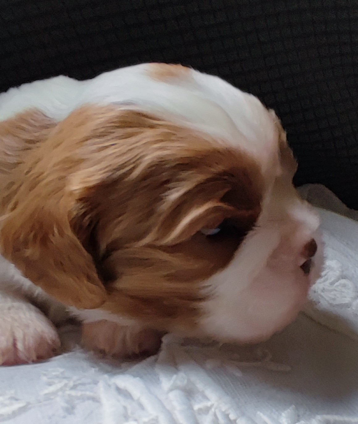 Des Cavaliers Du Château De La Mothe - Chiots disponibles - Cavalier King Charles Spaniel