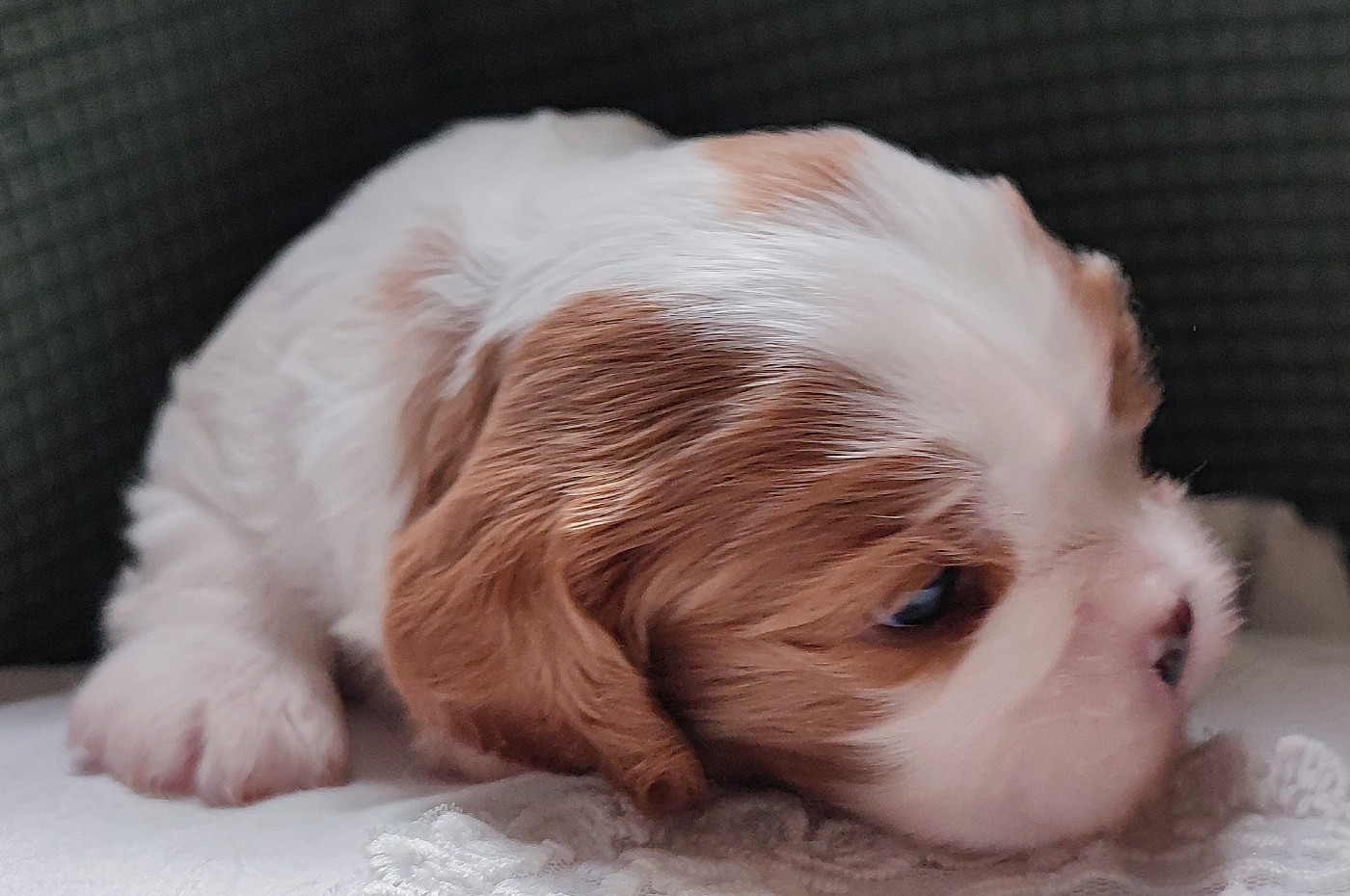 Des Cavaliers Du Château De La Mothe - Chiots disponibles - Cavalier King Charles Spaniel