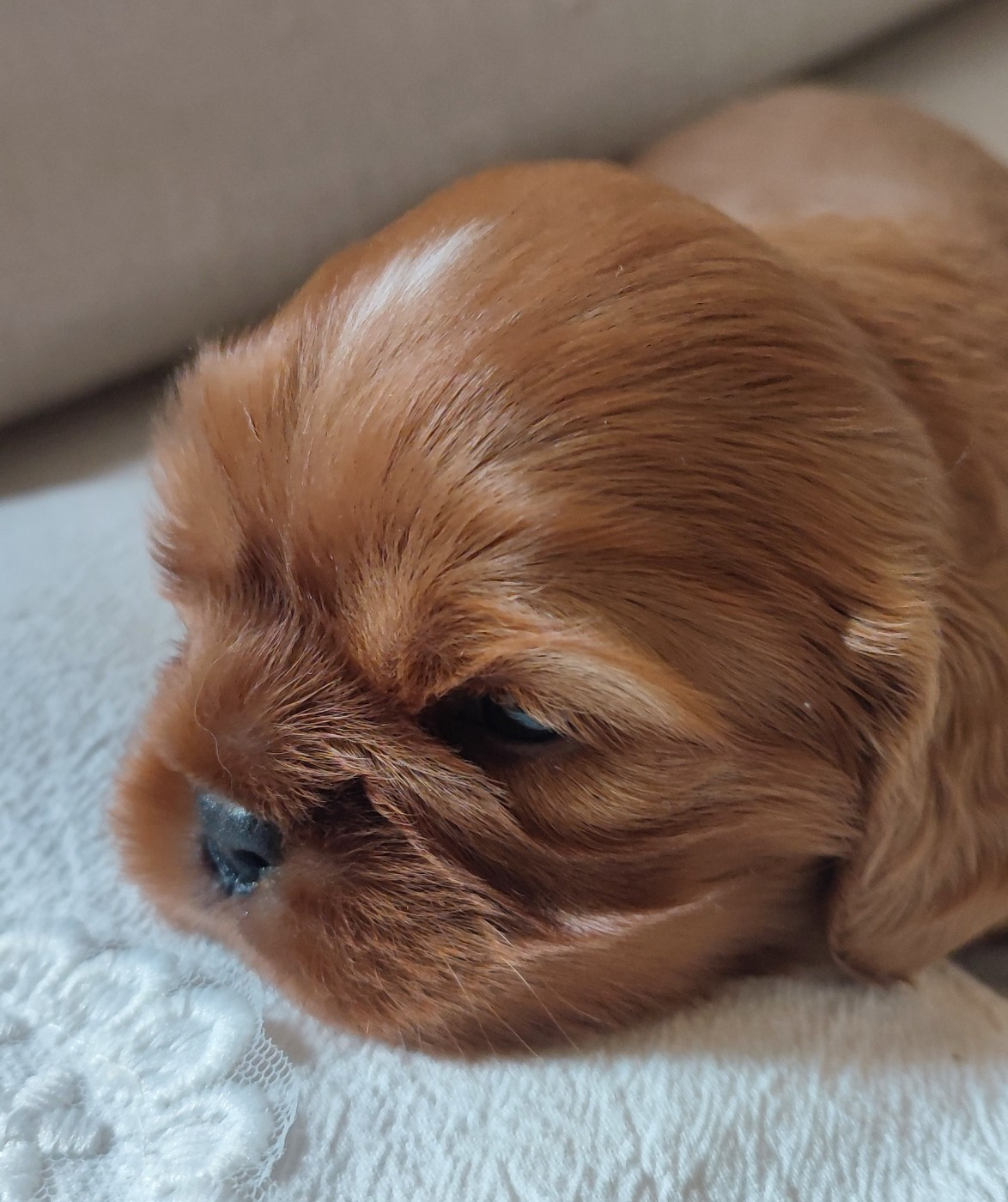 Des Cavaliers Du Château De La Mothe - Chiots disponibles - Cavalier King Charles Spaniel