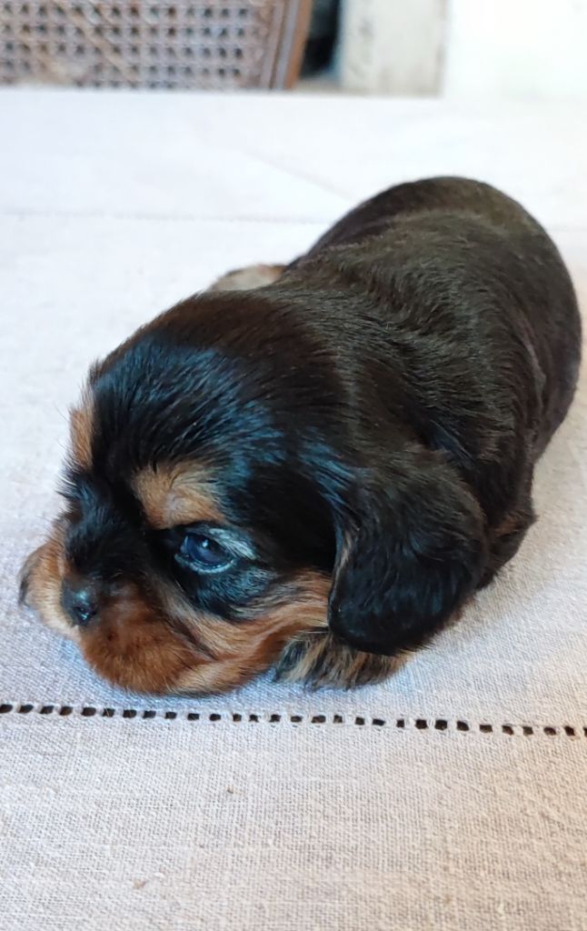 Des Cavaliers Du Château De La Mothe - Chiots disponibles - Cavalier King Charles Spaniel