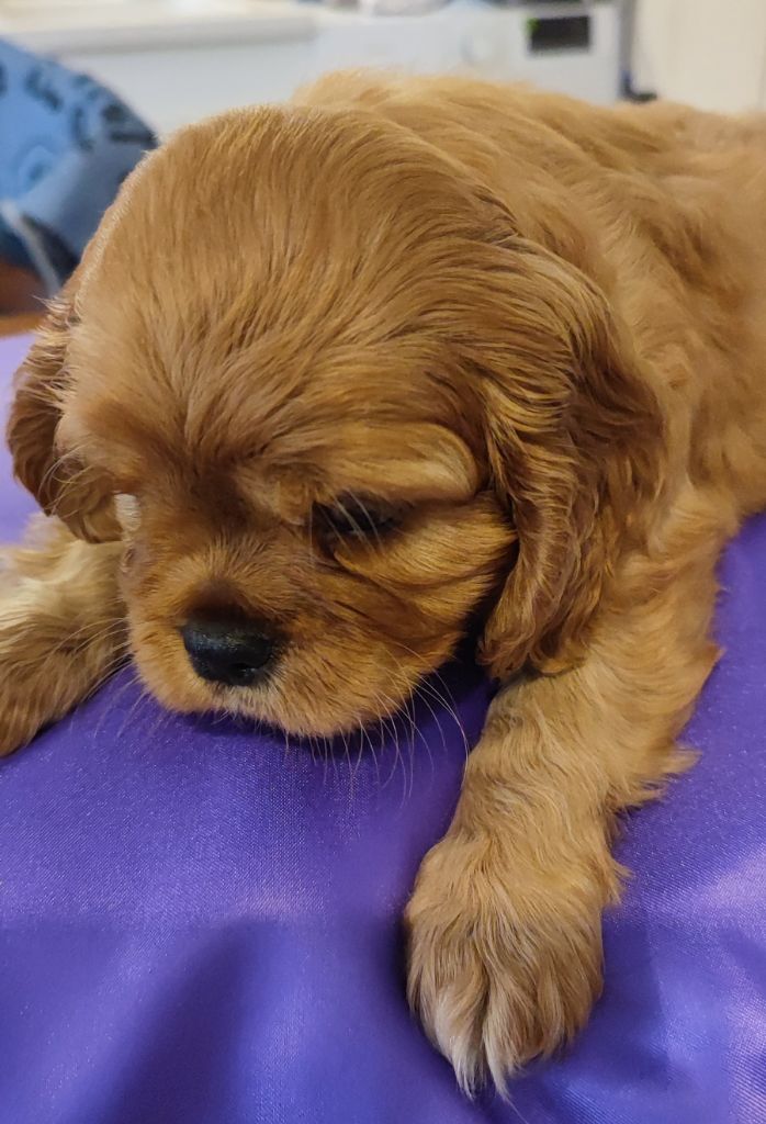 Des Cavaliers Du Château De La Mothe - Chiots disponibles - Cavalier King Charles Spaniel