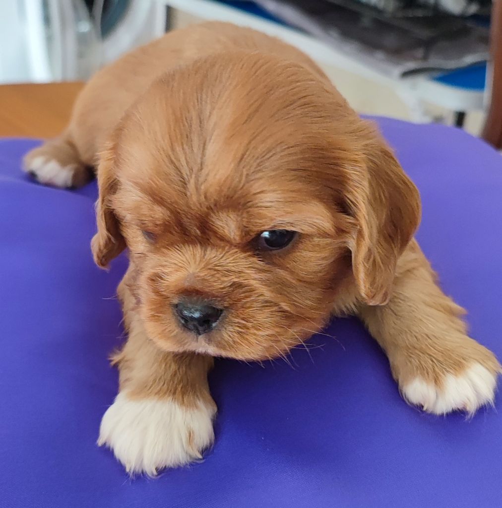 Des Cavaliers Du Château De La Mothe - Cavalier King Charles Spaniel - Portée née le 30/07/2025