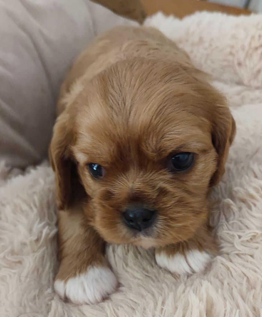 Des Cavaliers Du Château De La Mothe - Chiots disponibles - Cavalier King Charles Spaniel